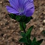 Linum hirsutum flower picture by Boldizsár Montvai (cc-by-sa)