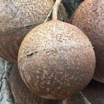 Couroupita guianensis fruit picture by Daniel Barthelemy (cc-by-nc)