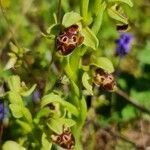 Ophrys umbilicata flower picture by ISIL CORUH (cc-by-sa)