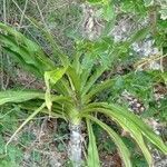Crinum asiaticum habit picture by Noel Dionson (cc-by-sa)