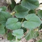 Asarina procumbens leaf picture by Mireille Delmas (cc-by-sa)