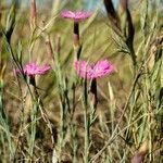 Dianthus nardiformis flower picture by Rossen Vassilev (cc-by-sa)