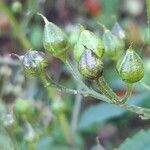 Scrophularia nodosa fruit picture by Françoise Peyrissat (cc-by-sa)