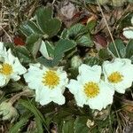 Fragaria chiloensis habit picture by Daniel Barthelemy (cc-by-nc)