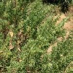 Adenocarpus hispanicus habit picture by Collados Ana (cc-by-sa)