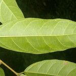 Trophis racemosa leaf picture by Nelson Zamora Villalobos (cc-by-nc)