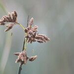 Schoenoplectus scirpoides flower picture by Maarten Vanhove (cc-by-sa)