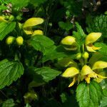 Lamium galeobdolon habit picture by Andrzej Konstantynowicz (cc-by-sa)