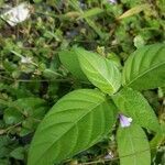 Barleria cristata leaf picture by Intan Intan Nur Fathonah (cc-by-sa)