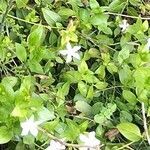 Vinca difformis habit picture by benoit T (cc-by-sa)