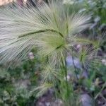 Hordeum jubatum flower picture by Michel G (cc-by-sa)
