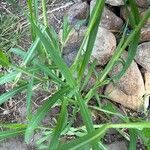 Setaria italica habit picture by Ruprecht Storchschnabel (cc-by-sa)