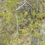 Gochnatia glutinosa habit picture by Trap Hers (cc-by-sa)