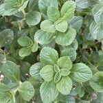 Plectranthus amboinicus leaf picture by araujo joao (cc-by-sa)