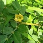 Kallstroemia maxima flower picture by Victoria Chaves Ramirez (cc-by-sa)