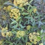 Bupleurum fruticosum habit picture by francois tissot (cc-by-sa)