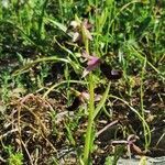 Ophrys bertolonii habit picture by Mladen Glavic (cc-by-sa)