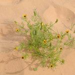 Adonis dentata flower picture by arlas (cc-by-sa)