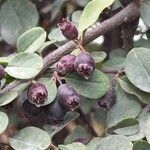 Cotoneaster acutifolius fruit picture by Kai Best (cc-by-sa)