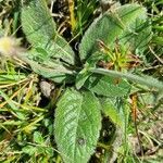 Knautia drymeia leaf picture by Jani Zadrgal (cc-by-sa)