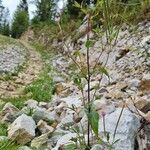 Epilobium montanum habit picture by Jani Zadrgal (cc-by-sa)