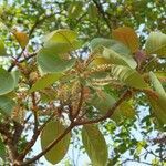 Terminalia bellirica flower picture by Dr Ashwathanarayana Rao (cc-by-sa)