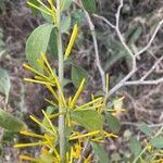 Plicosepalus sagittifolius leaf picture by bimbi bimbi (cc-by-sa)