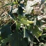 Datura ferox flower picture by pino prochilo (cc-by-sa)