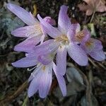 Colchicum neapolitanum flower picture by Soresina Alessandro (cc-by-sa)
