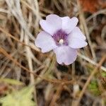 Pinguicula pumila flower picture by Erika Lozano (cc-by-sa)