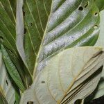 Beilschmiedia alloiophylla leaf picture by Nelson Zamora Villalobos (cc-by-nc)