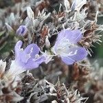Limonium vulgare flower picture by Jean-Michel Faton (cc-by-sa)