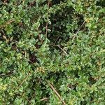 Cotoneaster dammeri habit picture by Sabina Hartmann (cc-by-sa)