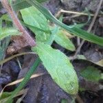Borago officinalis leaf picture by Mathieu Boucontet (cc-by-sa)