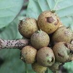 Pentagonia costaricensis fruit picture by Nelson Zamora Villalobos (cc-by-nc)