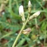 Astragalus hamosus flower picture by Emmanuel Torquebiau (cc-by-sa)