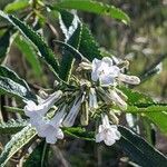 Eriodictyon crassifolium flower picture by Bigfoot (cc-by-sa)