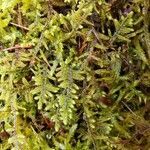 Selaginella apoda leaf picture by William Coville (cc-by-sa)