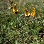 Calceolaria uniflora habit picture by Daniel Barthelemy (cc-by-nc)