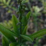 Crotalaria retusa fruit picture by Maarten Vanhove (cc-by-sa)