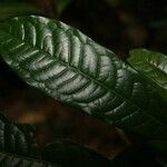 Iryanthera hostmannii leaf picture by Jean-François Molino (cc-by-sa)