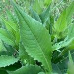 Knautia arvernensis leaf picture by Camille Veray (cc-by-sa)