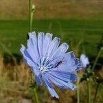 Cichorium intybus flower picture by Christian GAYTON (cc-by-sa)