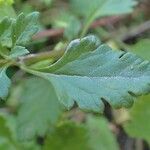 Teucrium lucidum leaf picture by Yoan MARTIN (cc-by-sa)