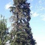 Abies pinsapo habit picture by Manuel de Buenaga (cc-by-sa)