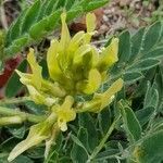 Astragalus nitidiflorus flower picture by Mario (cc-by-sa)