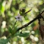 Plumbago pulchella flower picture by Mauricio León Carreño (cc-by-sa)
