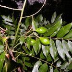 Andira inermis fruit picture by Nelson Zamora Villalobos (cc-by-nc)