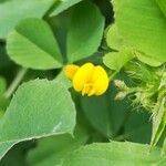 Medicago coronata flower picture by Prieta Javier (cc-by-sa)
