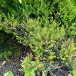 Erica vagans leaf picture by Stéphane Gleizes (cc-by-sa)